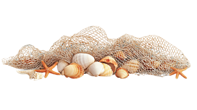 Seashells in a net, transparent background