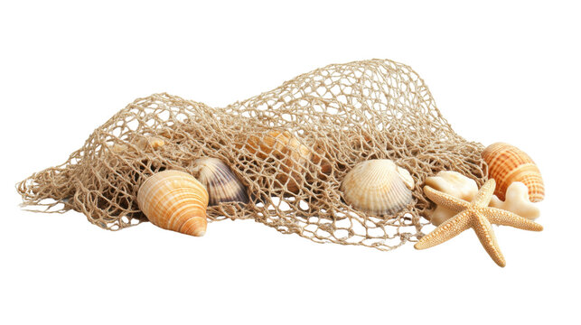 Seashells in a net, transparent background