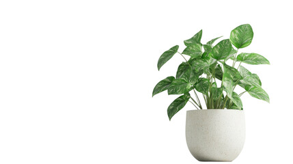 Fototapeta premium Green flower in a pot, transparent background