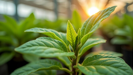A young sprout basks in the golden sunlight, its vibrant green leaves reaching towards the dawn.  Nature's gentle awakening.