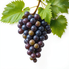 Obraz premium Grapes close-up on white background - fruit generation -