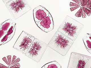 Probiotics, bacteria on white background. Bacteria and microorganisms. Microscopic probiotics,...