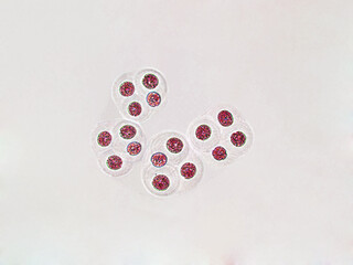 Probiotics, bacteria on white background. Bacteria and microorganisms. Microscopic probiotics,...
