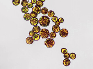 Probiotics, bacteria on white background. Bacteria and microorganisms. Microscopic probiotics, bacterial flora