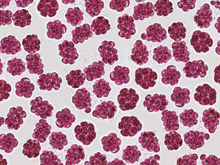 Probiotics, bacteria on white background. Bacteria and microorganisms. Microscopic probiotics,...