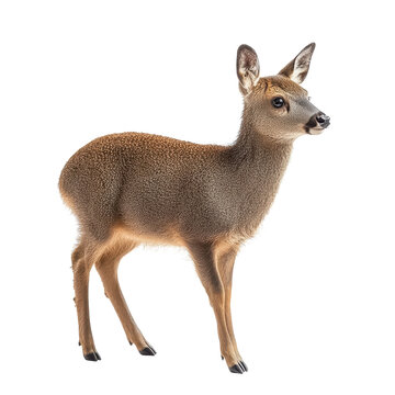 Pudu Deer Isolated on a White Background for Educational Use on transparent background