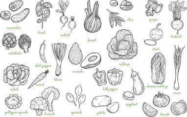 Vegetables engraved hand drawing illustration.