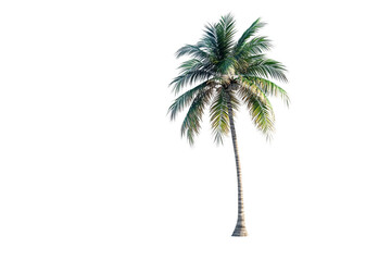 a palm tree with a white background