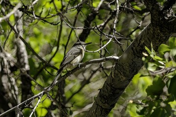 Obraz premium Espaola Mockingbird in Tree