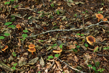 mushrooms in the forest	