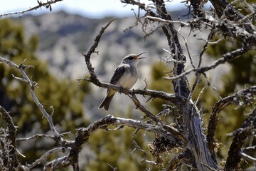 Fototapeta premium Espaola Mockingbird in Tree