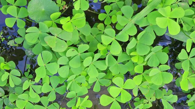 Clover leaf