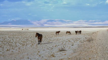 Chevaux sauvages du d&eacute;sert