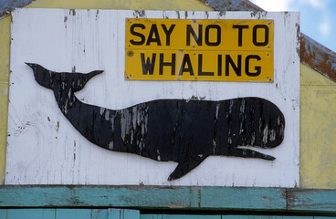 Pancarte non à la chasse à la baleine; Port Stanley; Iles Falkland