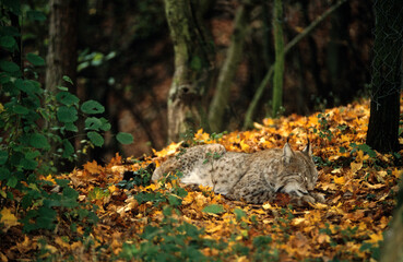 Lynx boréal, Lynx lynx