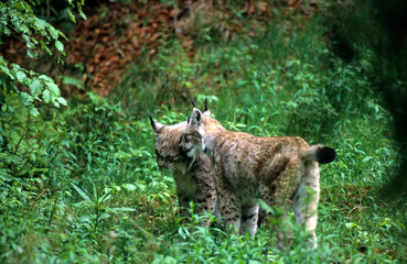 Lynx boréal, Lynx lynx