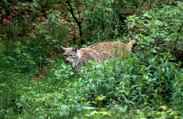 Lynx boréal, Lynx lynx