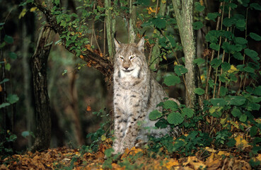 Lynx boréal, Lynx lynx
