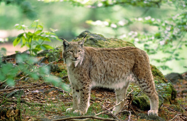 Lynx boréal, Lynx lynx