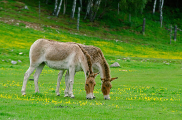 ane sauvage, onagre, equus onager