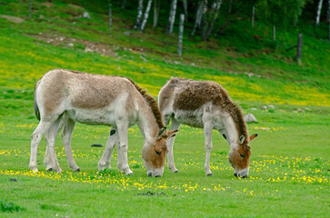 ane sauvage, onagre, equus onager