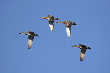 small flock of gadwalls in flight