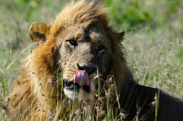 lion, male, Panthera Leo, Parc national du Serengeti, Tanzanie