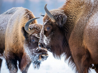 Two bison in a snowy setting, illustrating a quiet moment in the wild.