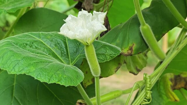 Winter melon on background