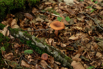 mushroom in the forest