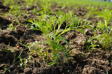 Obraz premium Tiny marigold plant in close up
