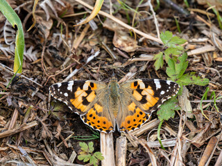 Painted Lady Butterfly Resting Wings Open