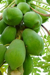 Green papayas in close up
