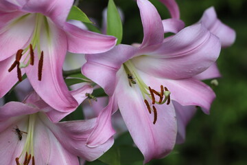Pink lilly in the garden, Lilium flowers.