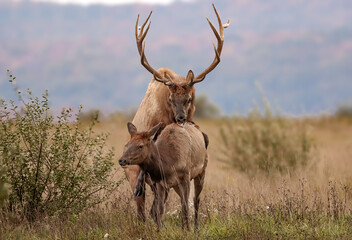 Elk Bull Cow Rut Romance Action 