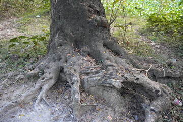 Tree roots have come out from the ground