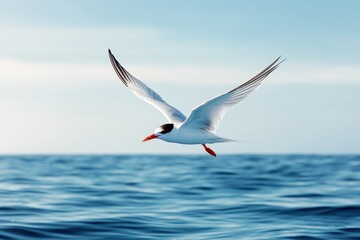 Obraz premium A white bird with striking features, including a red beak, flies peacefully over the vast open sea, under a stunning sky, encapsulating the freedom and beauty of nature.