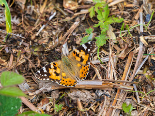 Painted Lady Butterfly Resting Wings Open