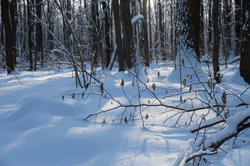 Bright sun and winter trees. A fabulous landscape. The concept of the winter solstice. Cold weather, frost, a lot of snow. Long blue shadows on the snow-covered ground. Snowdrifts among the trees