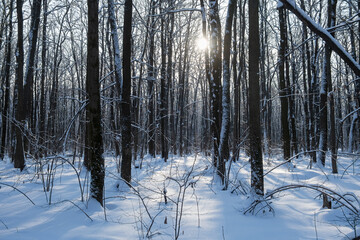 Bright sun and winter trees. A fabulous landscape. The concept of the winter solstice. Cold weather, frost, a lot of snow. Long blue shadows on the snow-covered ground. Snowdrifts among the trees
