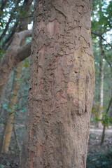 Termite converted the tree bark into soil