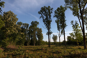Obraz premium Romania Snagov forest view on a cloudy summer day