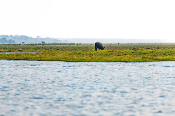 African buffalo at Chobe River in Botswana, Africa