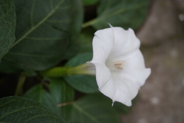White datura flower in close up