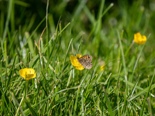 Wall Brown Butterfly Resting in a Buttercap Meadow