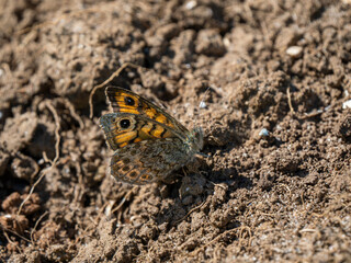 Wall Brown Butterfly Restingon the Ground