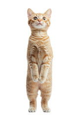 Obraz premium An orange tabby cat standing upright, with wide eyes and a curious expression, showcasing its playful nature on white background , cut out. 