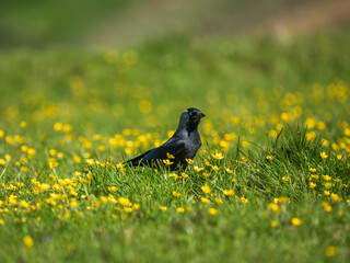 Jackdaw Searching for Food in a Meadow