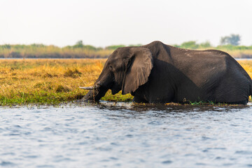 African elephants at Chobe River in Botswana, Africa