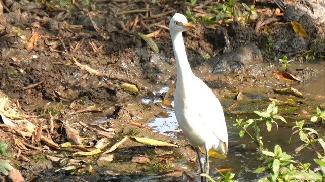 egret or bagula and buffalo . Egrets are a type of heron, which are long-legged, long-necked birds that live in freshwater and coastal areas and roaming with buffalo